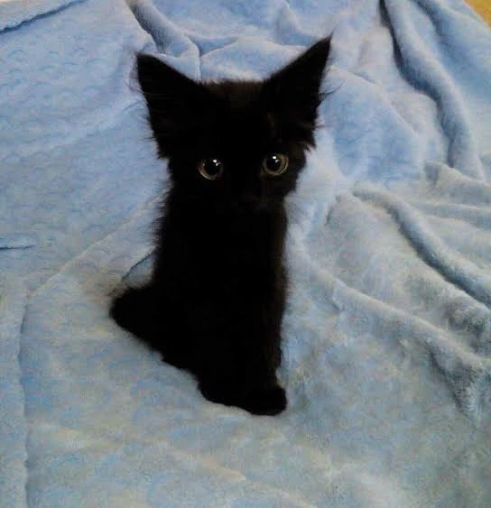 alvan love on X: "In the meantime Black panther cubs for sale. This one is called Kent. If you know you know. Ngare maguta maguta #BlackPanther https://t.co/QSDjQgAHm9" / X