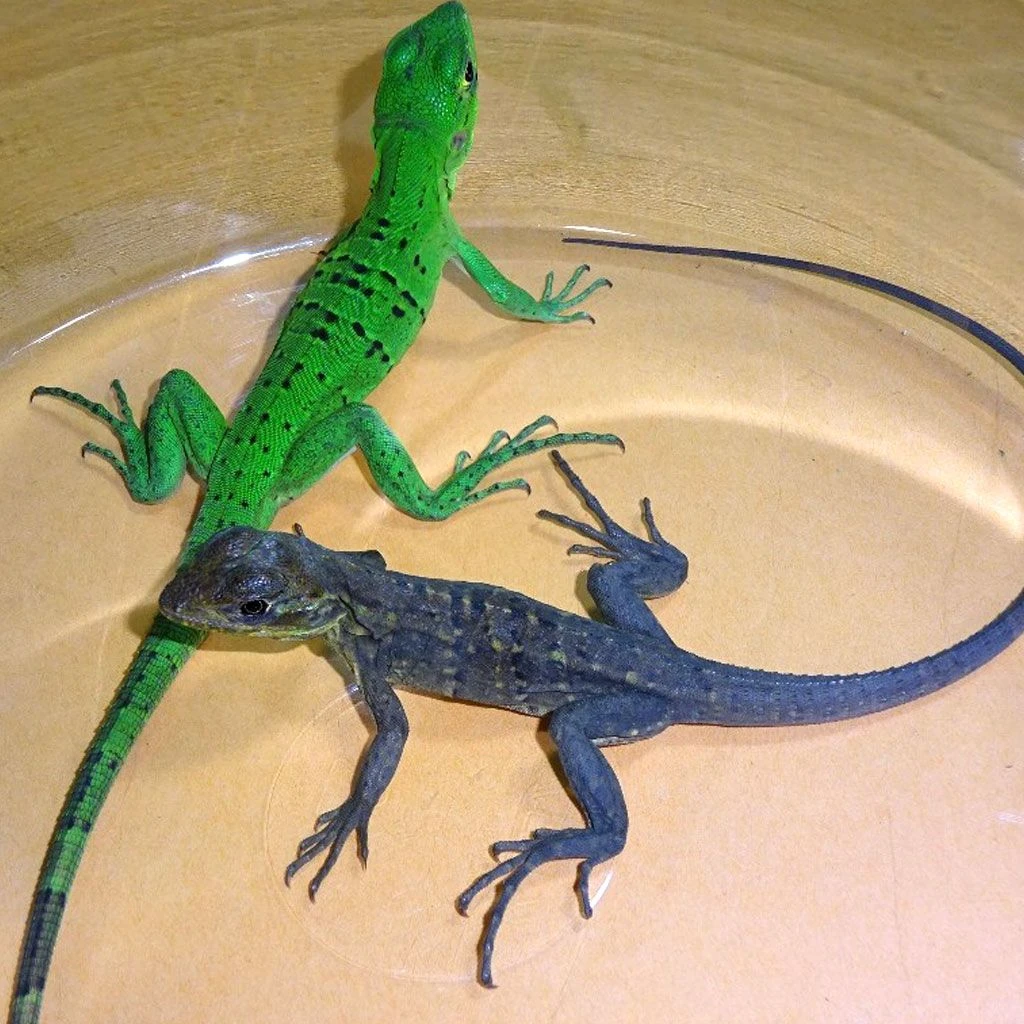 Spinytail Iguana babies