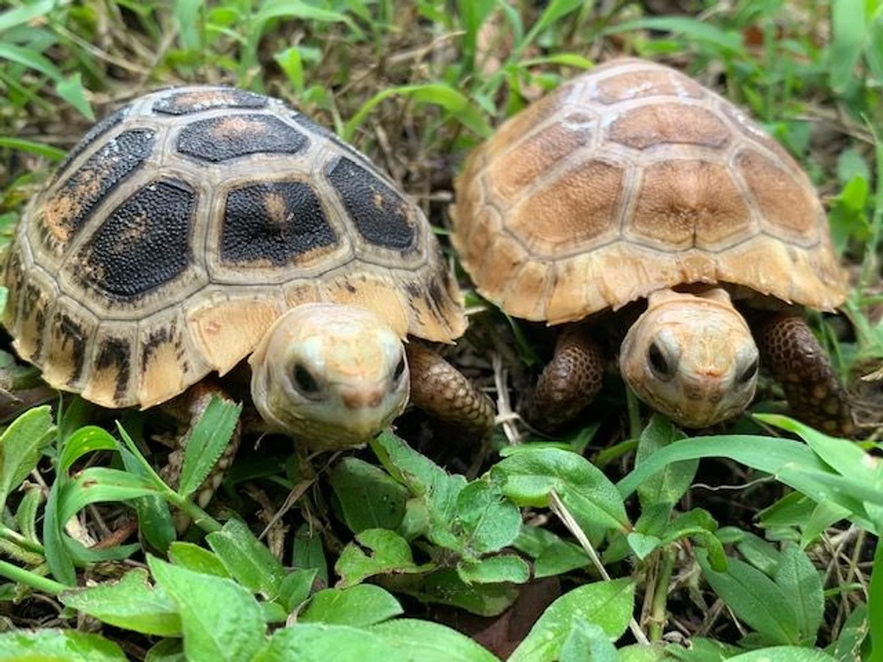 Travancore x Elongated Tortoises for Sale | Snakes at Sunset