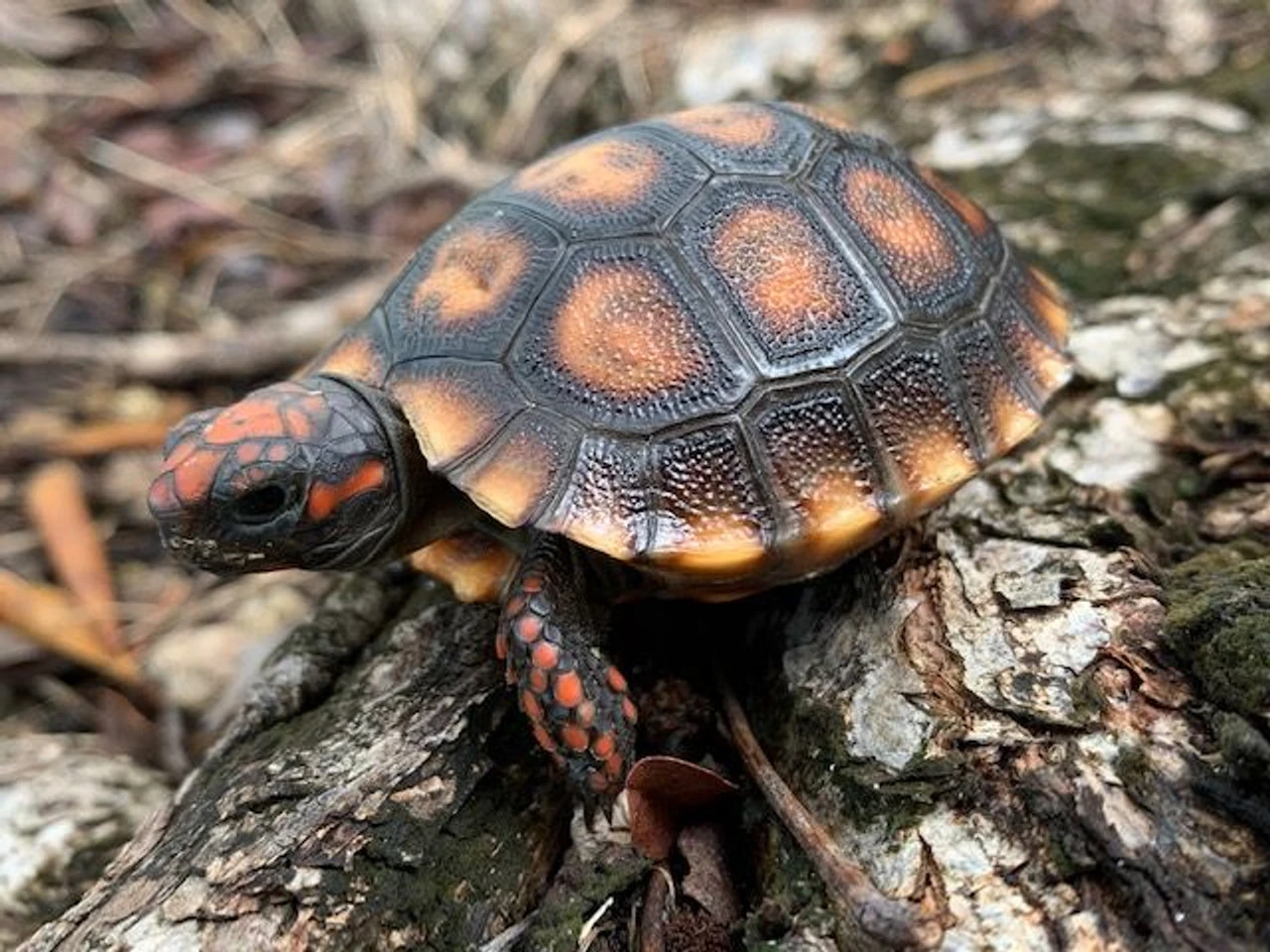 Cherry Head Red Foot Tortoise for sale | Snakes at Sunset