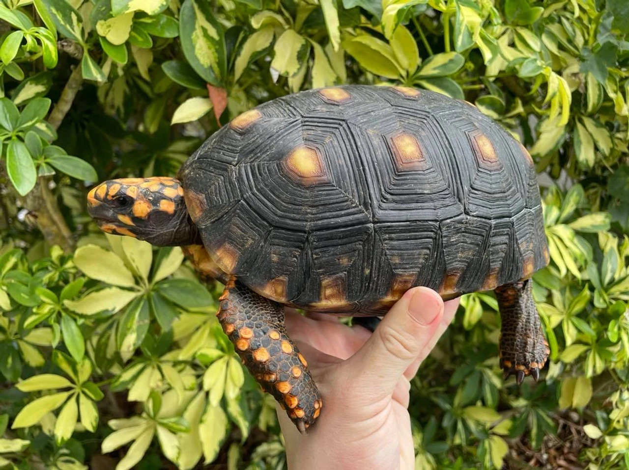 Cherry Head Red Foot Tortoise for sale