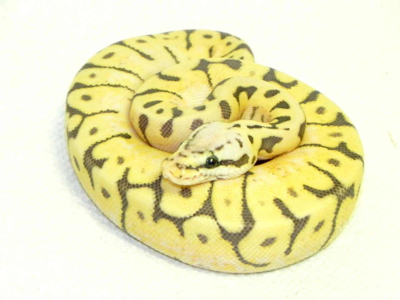 Killer Bee Ball Pythons for sale | Snakes at Sunset
