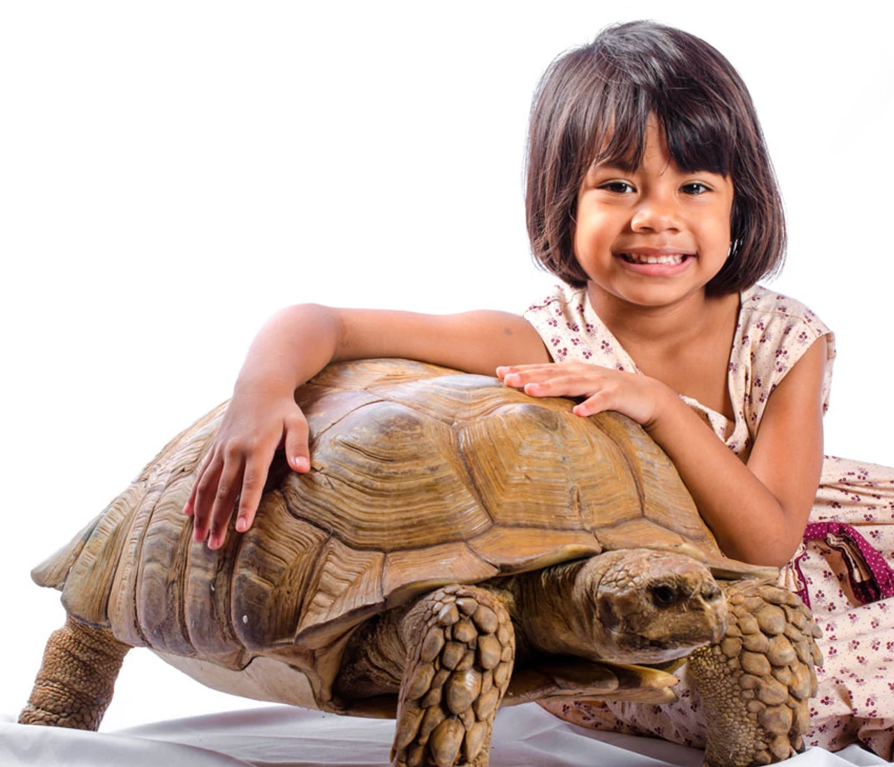 My Turtle Store: Adult Male Sulcata Tortoises for sale