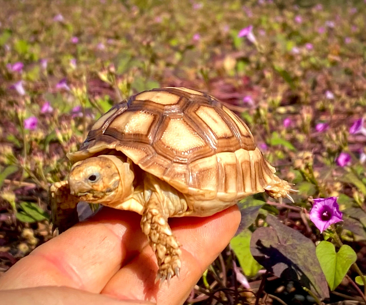 Sulcata Tortoises for Sale | The Turtle Source