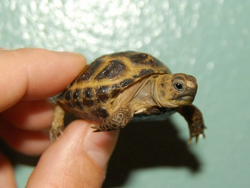 Russian Tortoises for sale | The Turtle Source