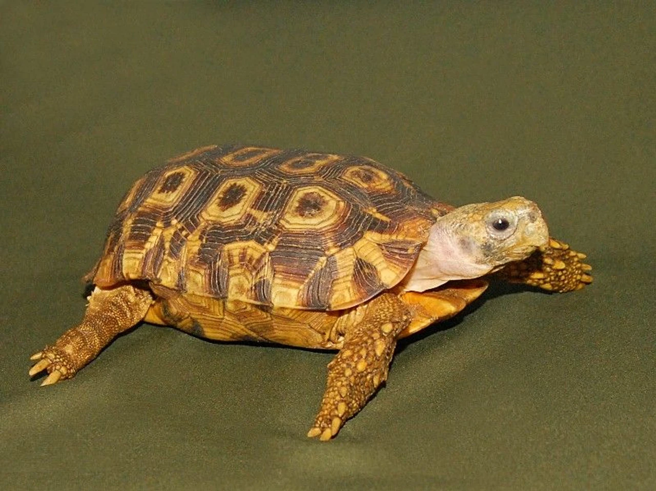 Speke's Hingeback Tortoise