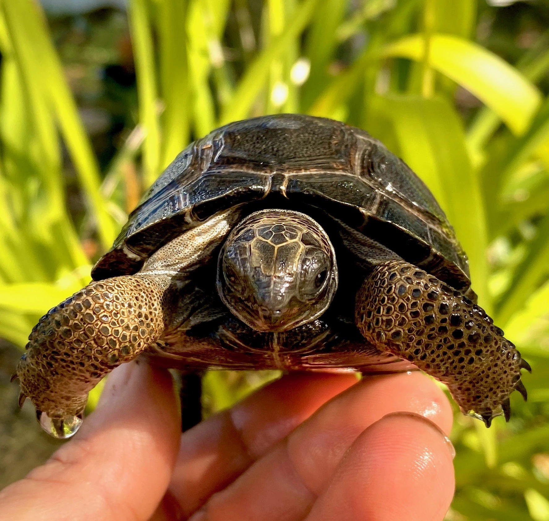 Aldabra Tortoises