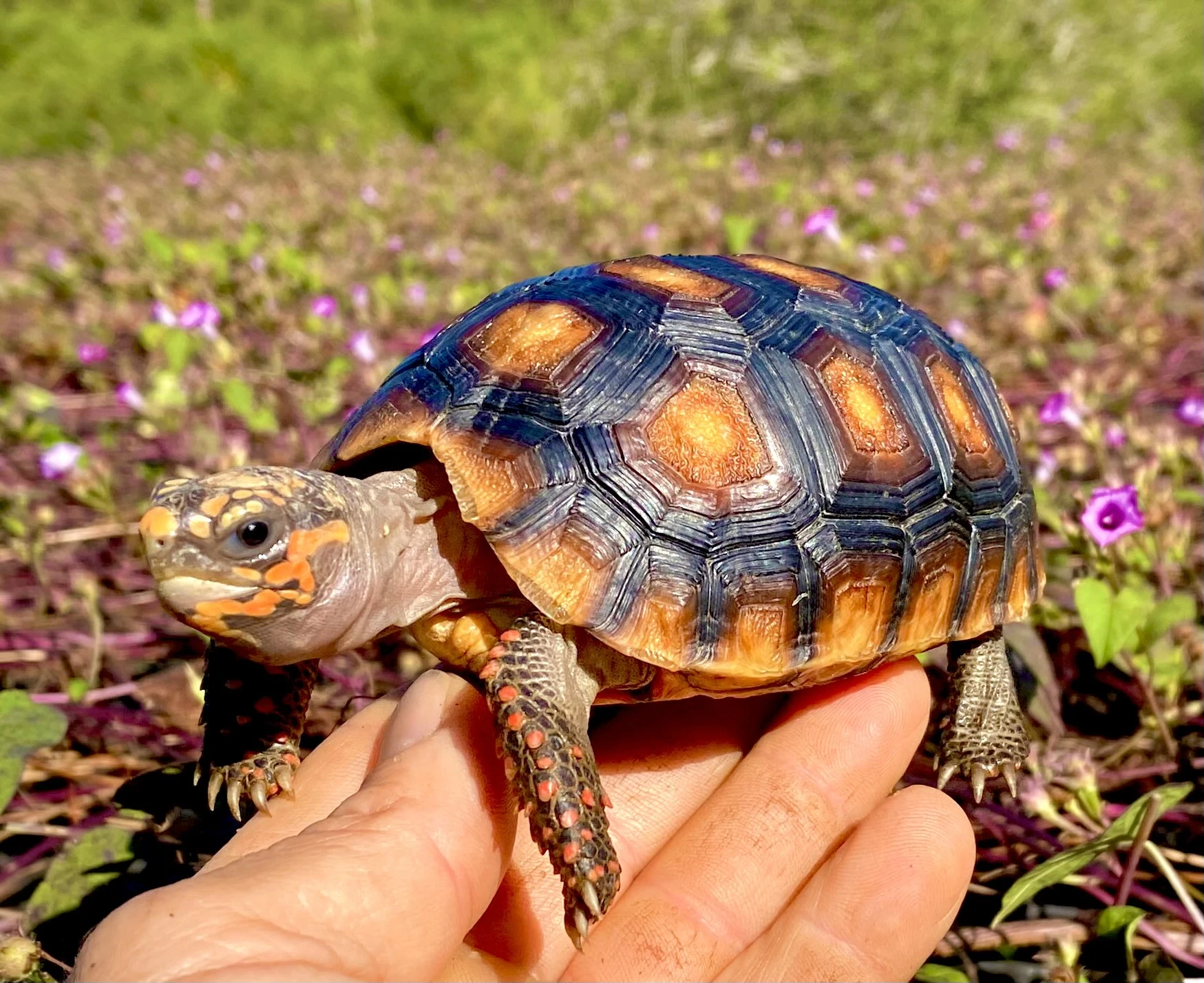 Red Footed Tortoises for sale | The Turtle Source