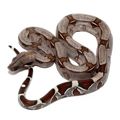 Buy Suriname Redtail Boa #1