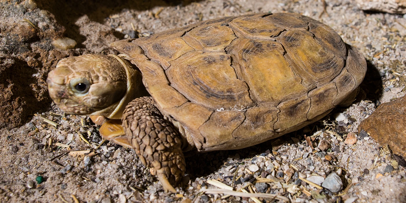 African pancake tortoise | Smithsonian's National Zoo and Conservation  Biology Institute