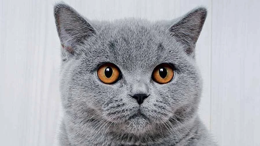 British Shorthair - Price, Personality, Lifespan