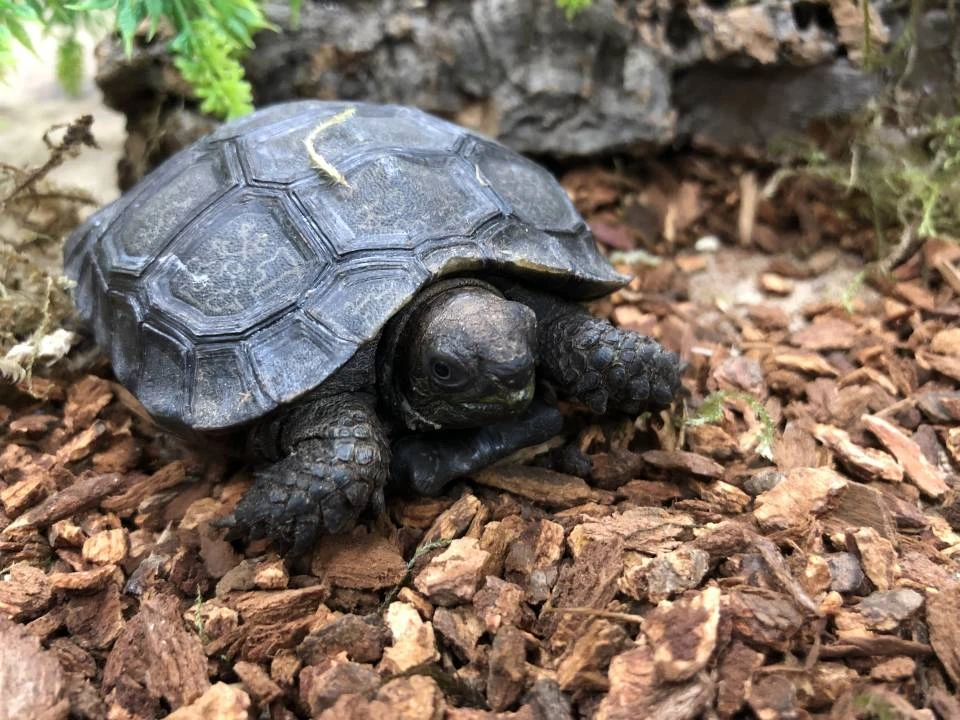 Baby Burmese Black Mountain Tortoises for sale