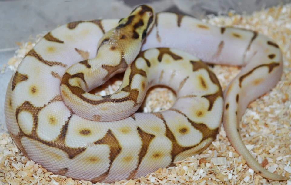 Baby Queen Bee Enchi Ball Pythons for sale