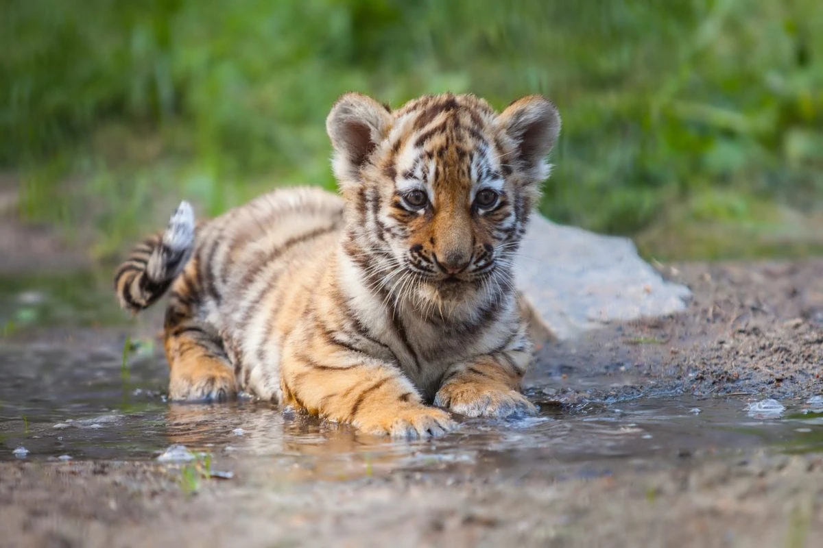 Tiger Cubs For Sale | Exoticpetshome.com - exoticpetshome - Medium