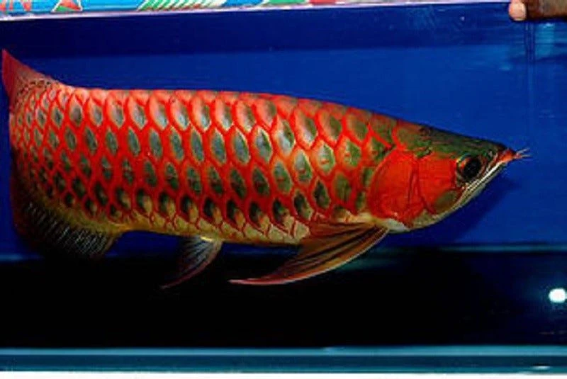 Buy Blood Red Arowana - Exoticpetsforsaleonline - Medium