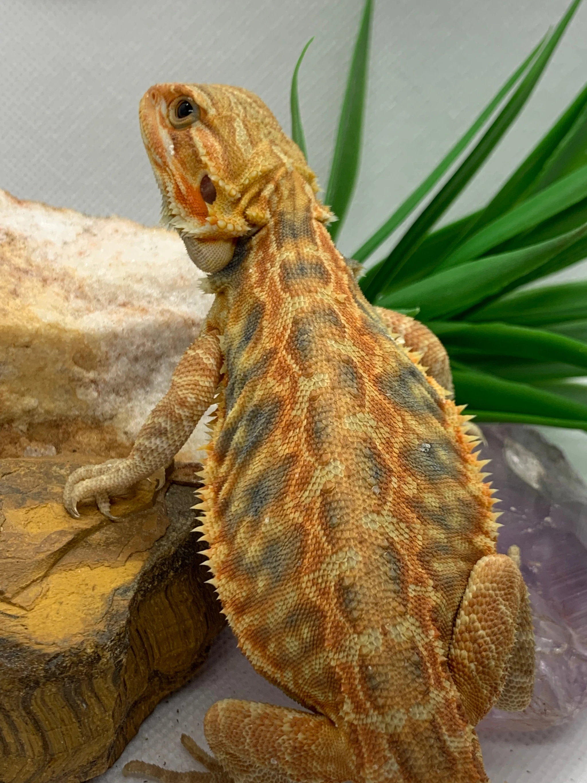 Hypo Yellow Translucent Leatherback Central Bearded Dragons by Hatched at Hillmans - MorphMarket