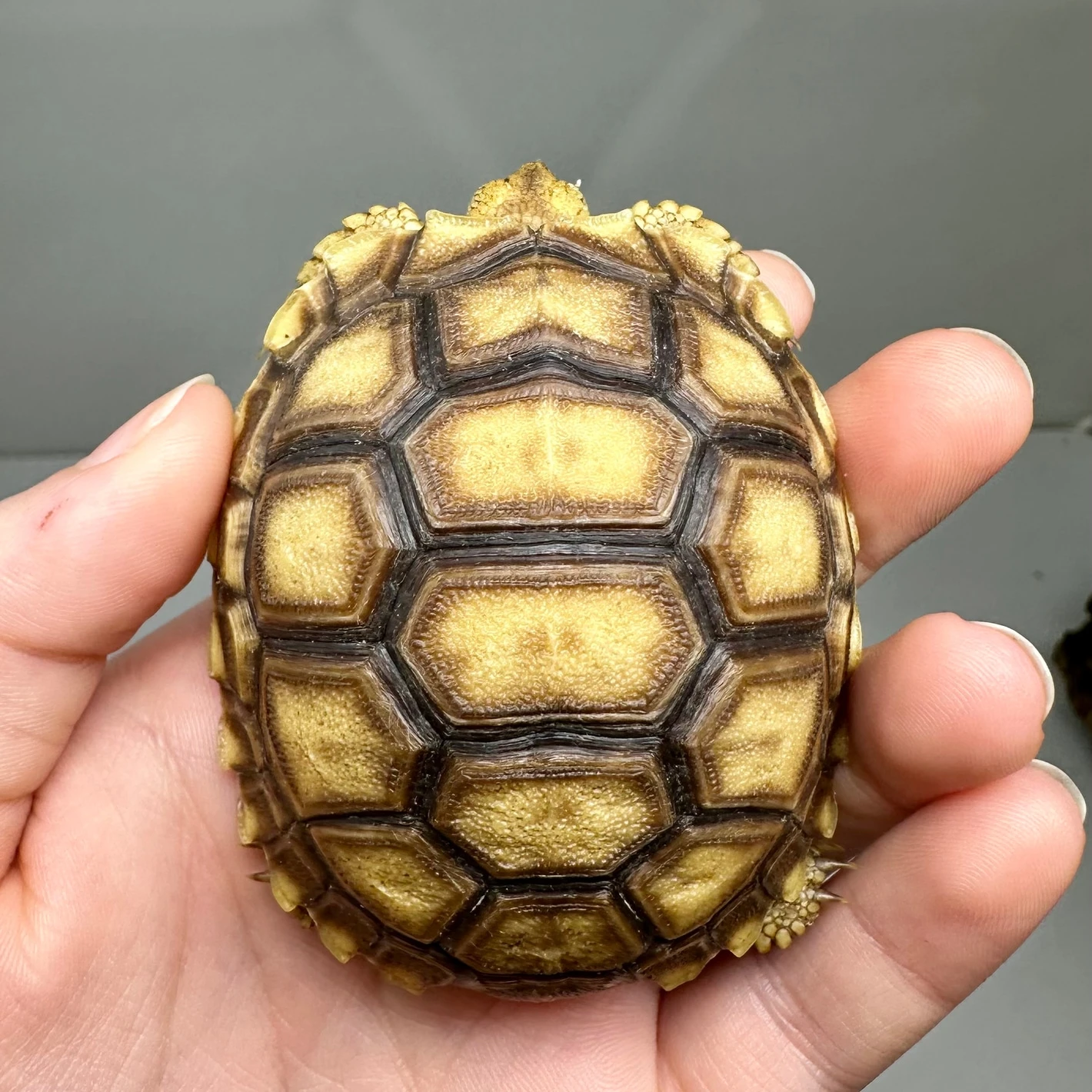 FREE SHIPPING* Yearling Sulcata Sulcata Tortoises by Good Guy Reptile Family - MorphMarket