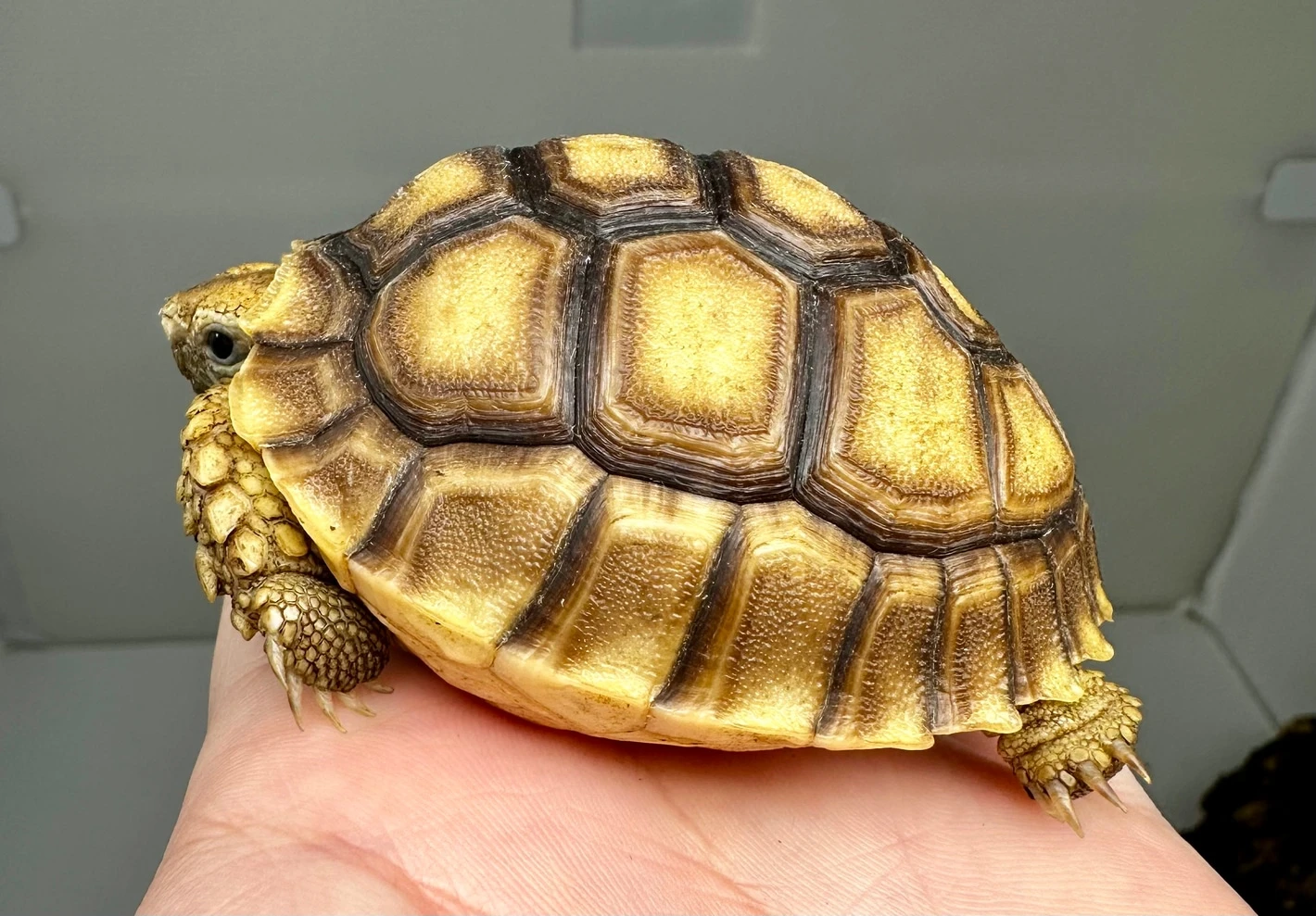 FREE SHIPPING* Yearling Sulcata Sulcata Tortoises by Good Guy Reptile Family - MorphMarket