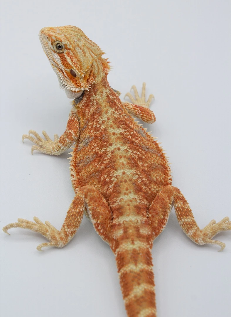 Hypo 100% Het Trans Low% Hybrid Central Bearded Dragon by Crazy Eye  Creations - MorphMarket