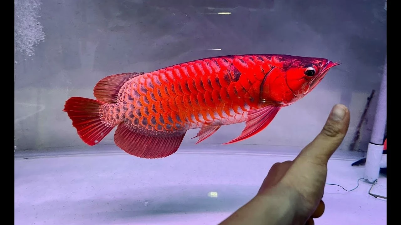 Top 6 Beautiful Super Chili Red Arowana | Arowana Fish Champion