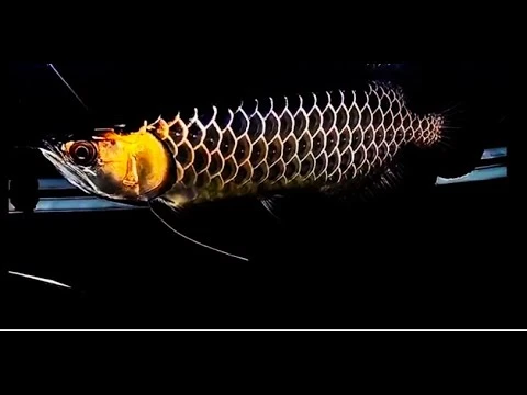 Best Top 10 Premium Gold Grade Arowana Fish - One & Only Rare Black Gold Asian Arowana