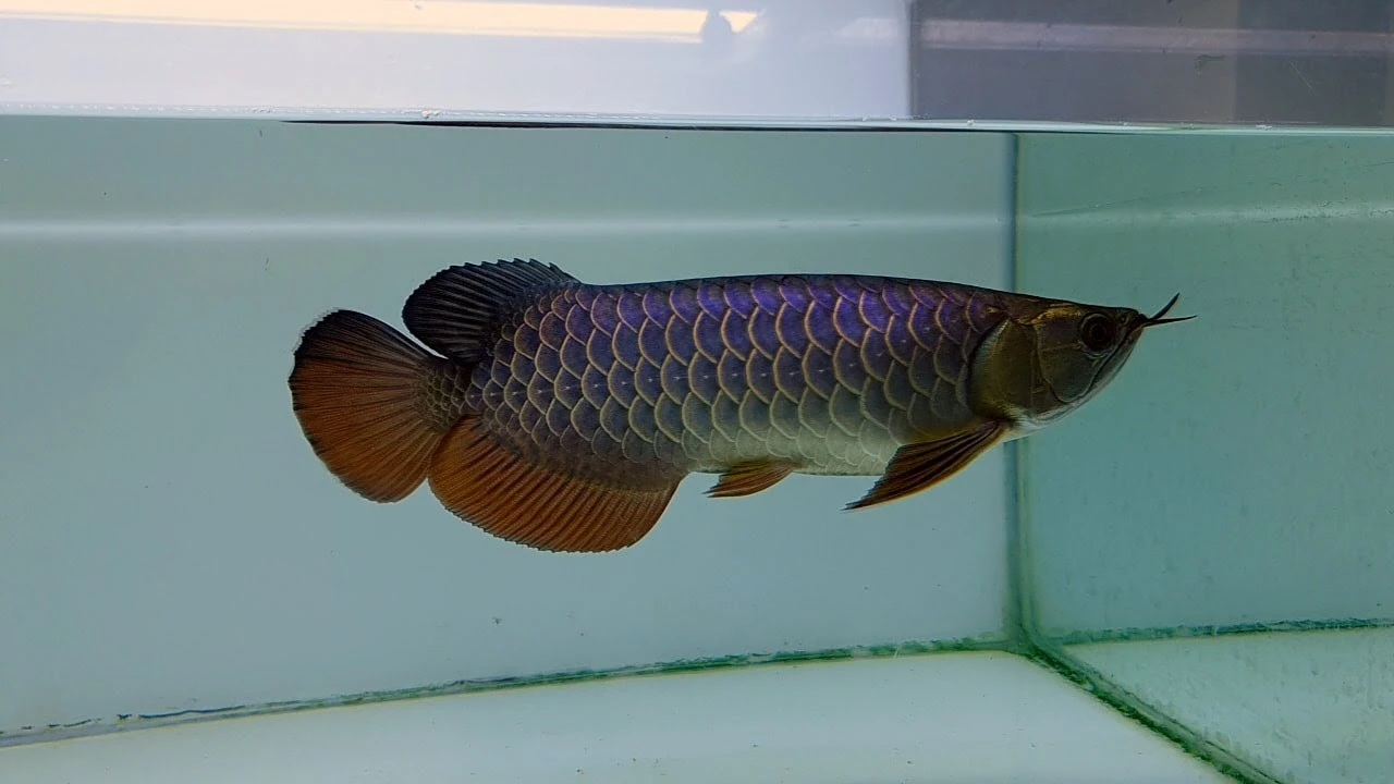 Beautiful 7 Inches Golden Blue Base Arowana | Amazing Malaysian Arowana