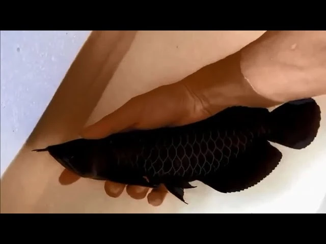 Top 7 Beautiful Super Black Arowana Fish | Rare Asian Arowana