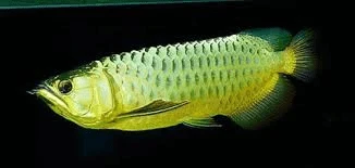 Green Asian Arowana - Scleropages Formosus - Tropical Fish Site