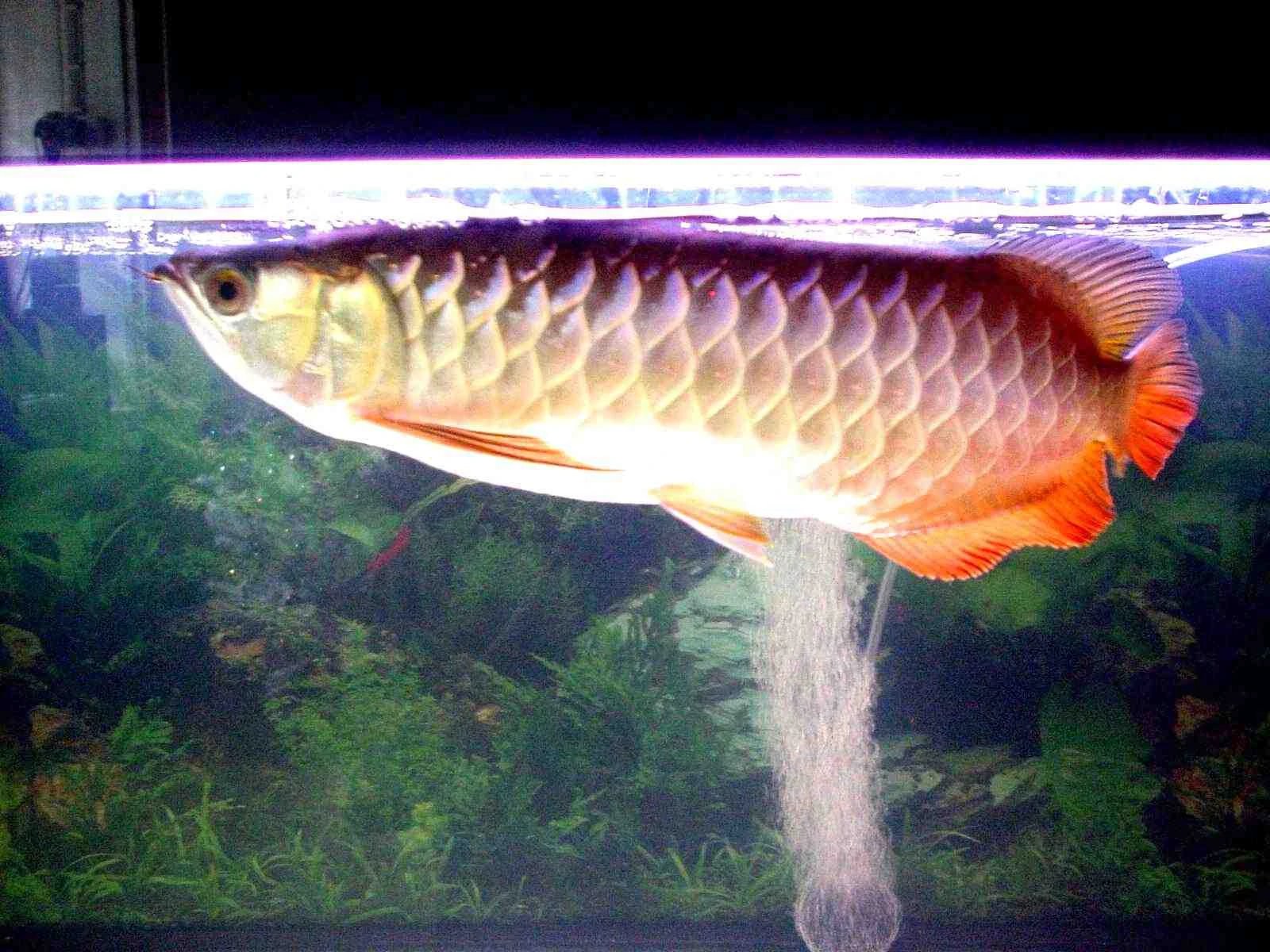 Red-tailed Golden Asian Arowana - Scleropages Formosus - Tropical Fish Site