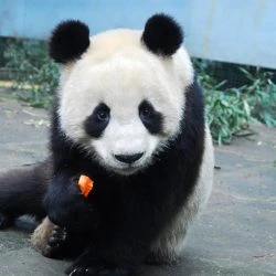 Platinum Adoption | Pandas International
