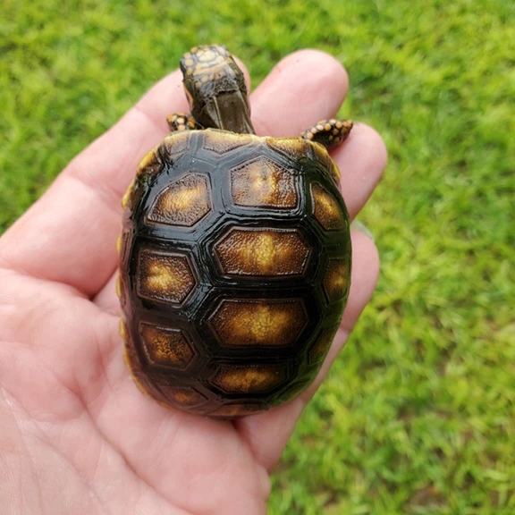 Redfoot tortoise hatchling