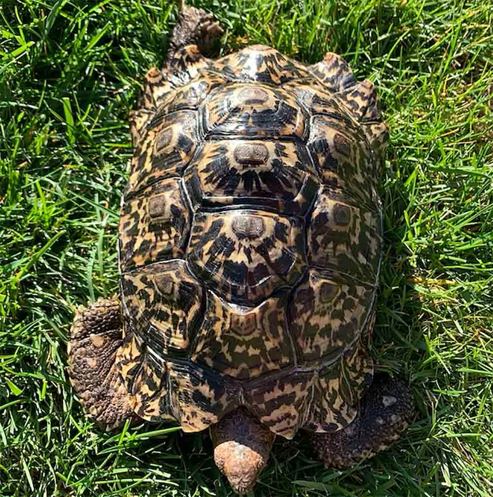 Baby Giant South African leopard tortoise for sale tortoise breeders