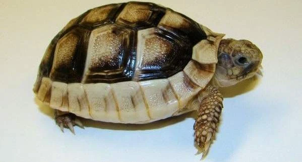 Marginated tortoise for sale | baby Marginated tortoise hatchlings for sale