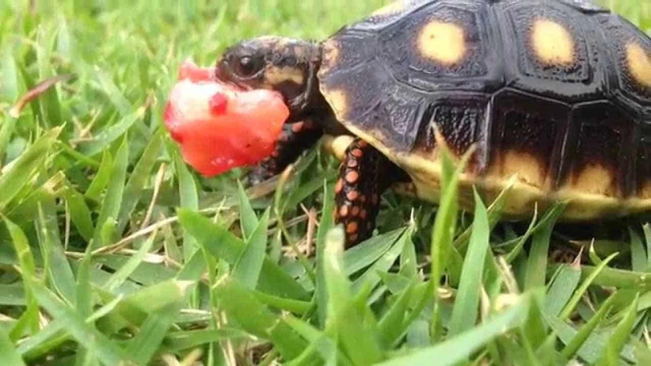 baby redfoot tortoise care baby red foot tortoise hatchlings care
