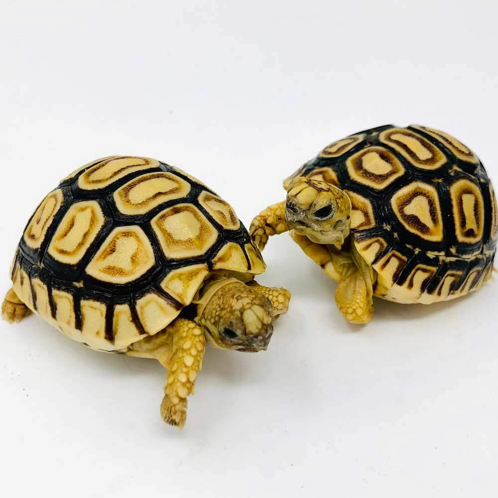 baby leopard tortoise care sheet | diet | lifespan | habitat | breeding | food