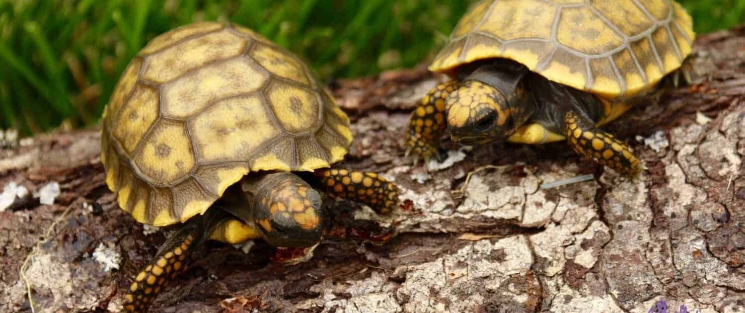Yellow Foot Tortoise for sale baby yellow footed tortoises for sale online hatchlings