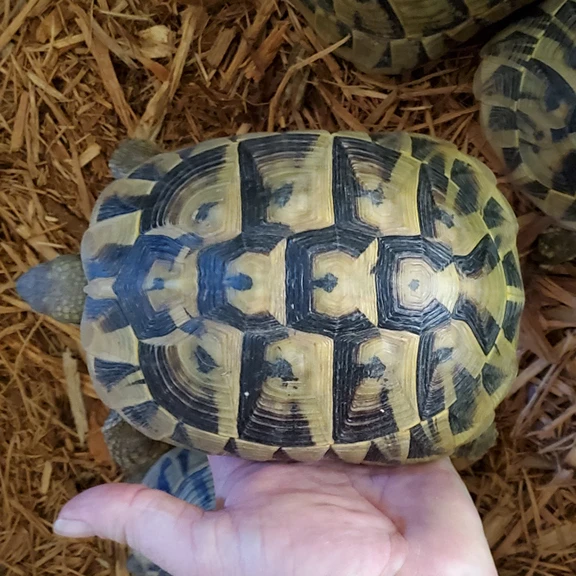 Buy Hermann Tortoise adults