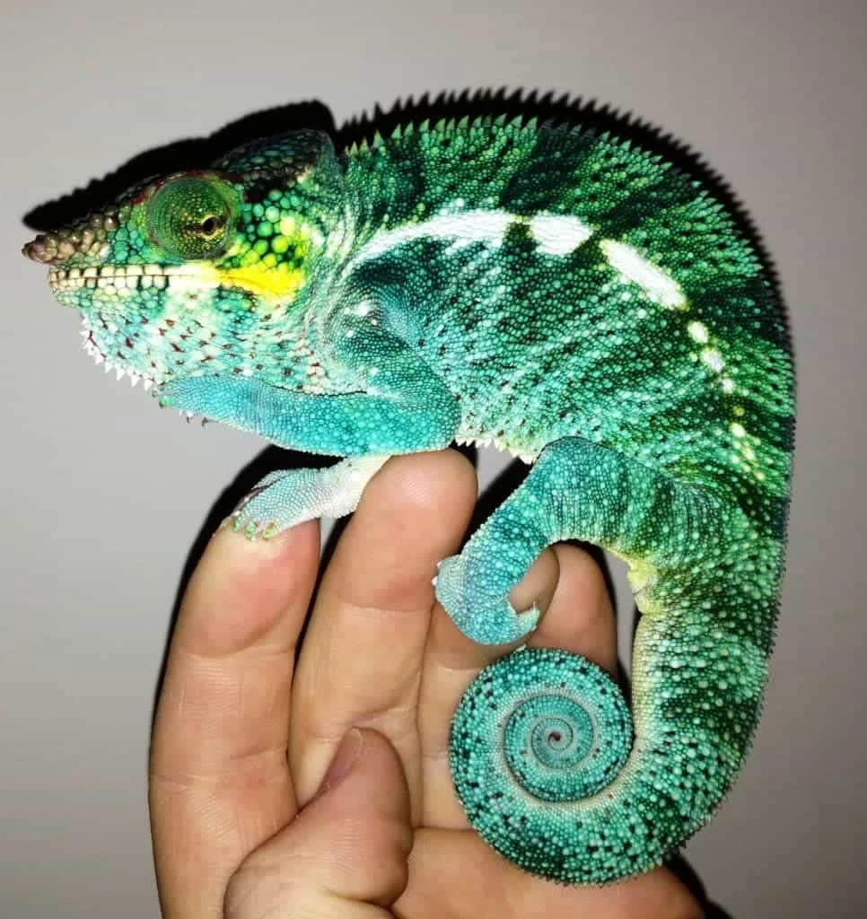Ambanja Panther Chameleon for sale online | blue chameleons