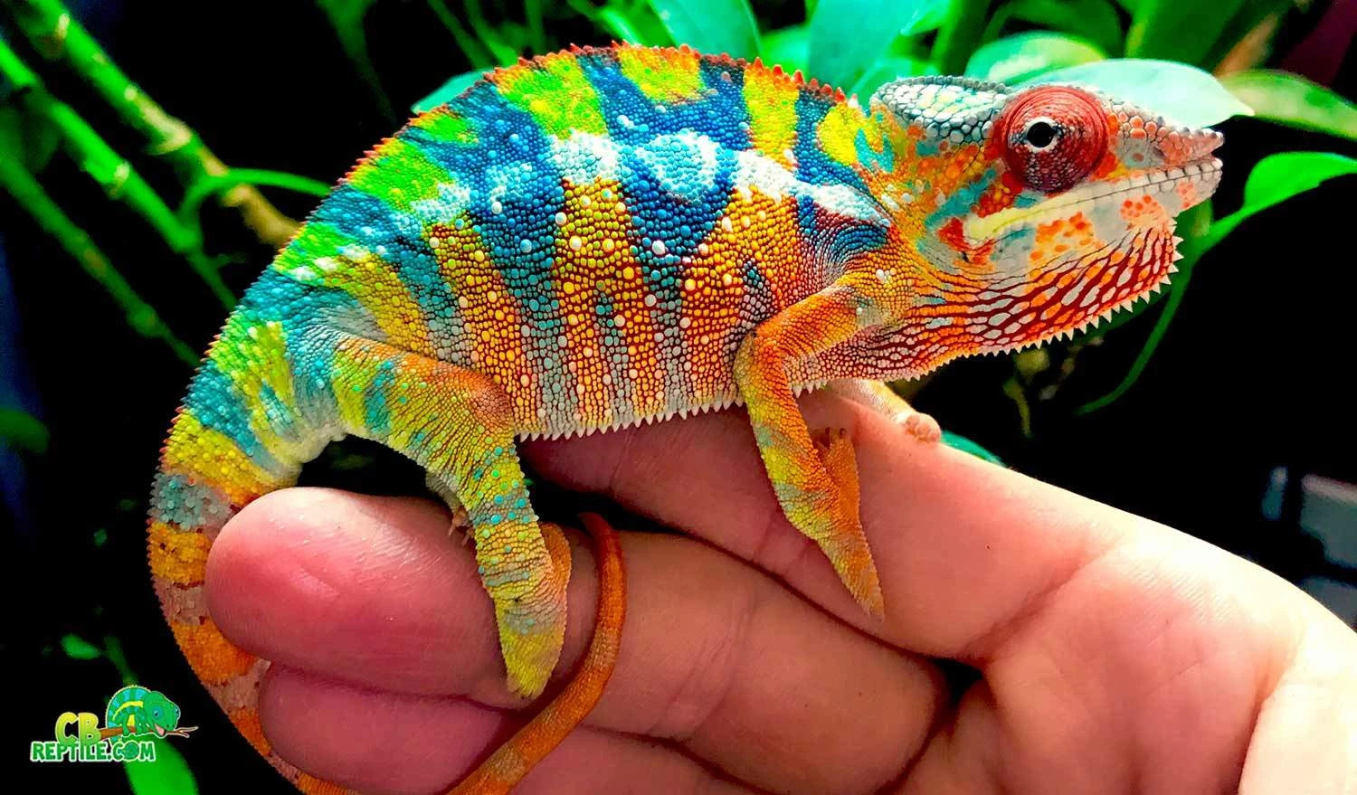 baby panther chameleon for sale baby panther chameleons for sale