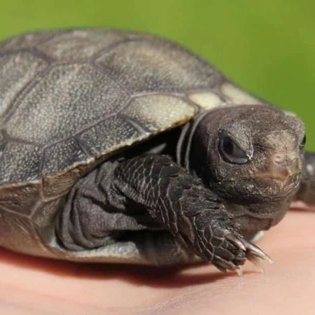 Burmese Black Mountain Tortoise for sale Burmese Mountain tortoises for  sale online