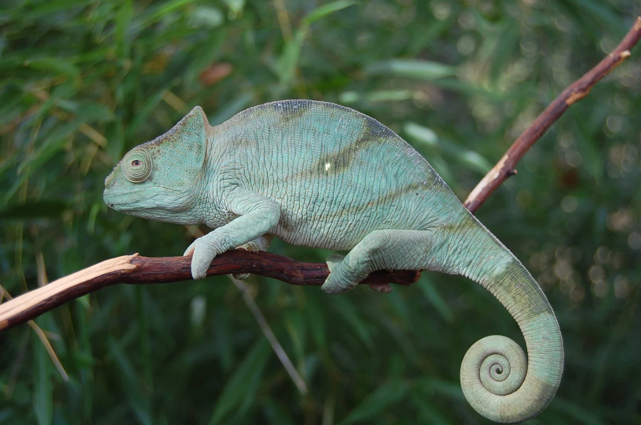 Parson's Chameleon for sale