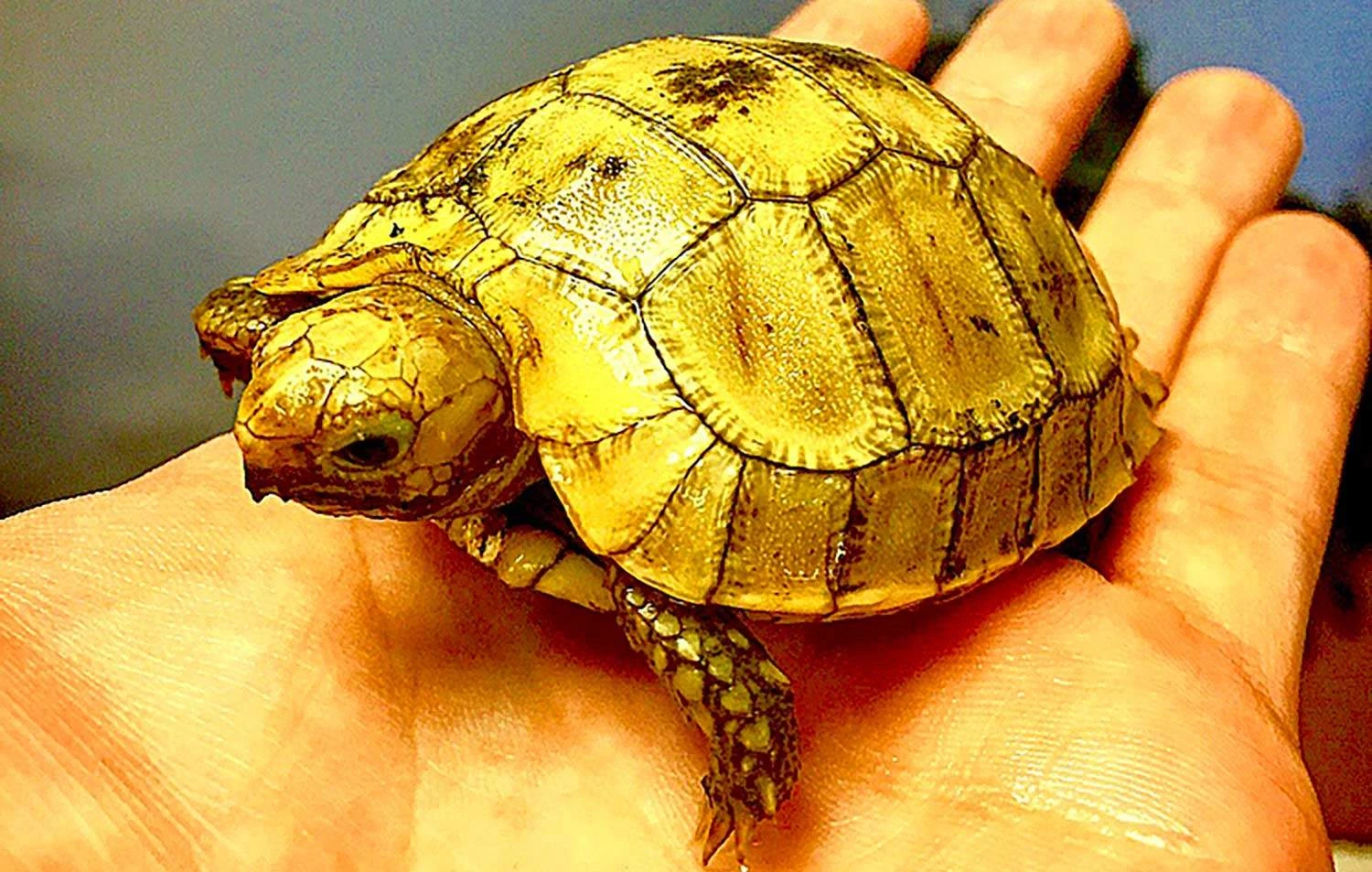 Elongated tortoise for sale | baby elongated tortoises for sale