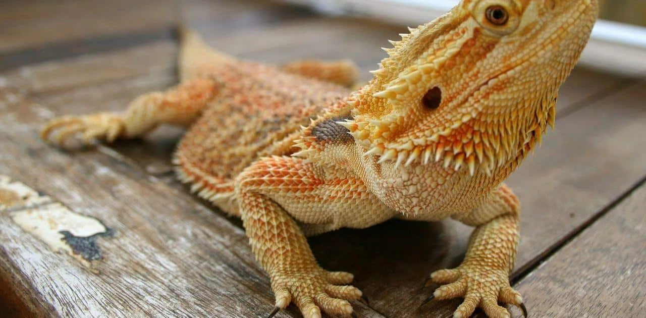 bearded dragon for sale | baby bearded dragons for sale online