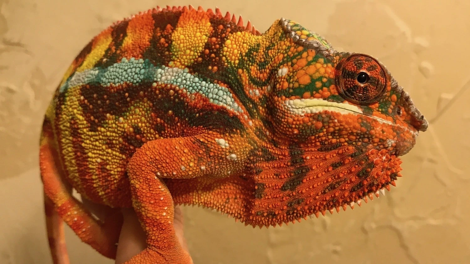 Sambava panther chameleons for sale baby sambava panther chameleon for sale  online near me from Panther Chameleon breeders