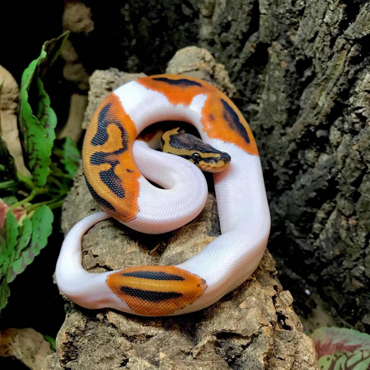Pied ball python for sale online baby piebald ball pythons near me