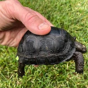 Aldabra tortoise care baby aldabra tortoises for sale online aldabra  tortoise diet habitat feeding housing aldabra tortoise breeders