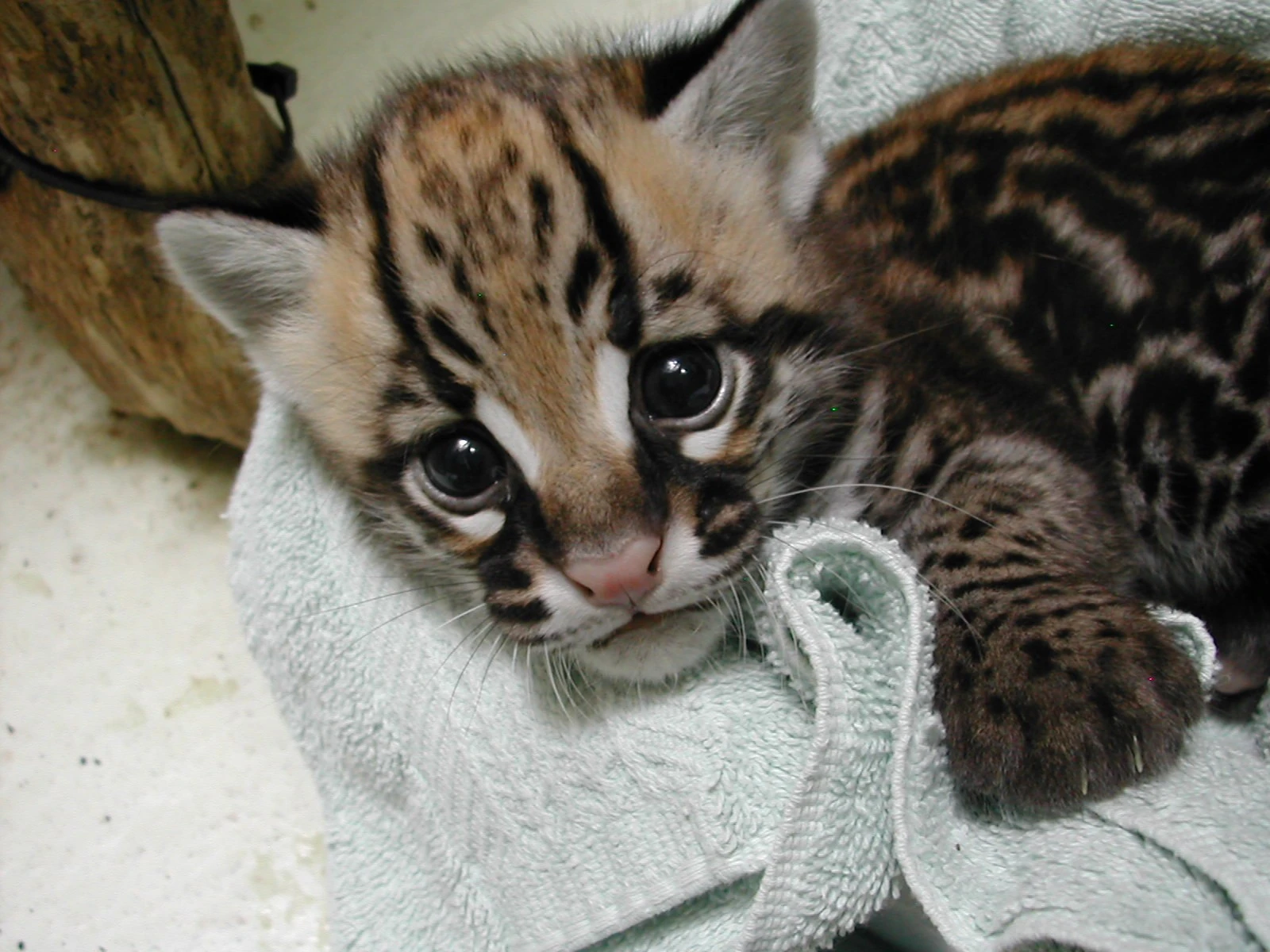 Ocelot Pet For Sale Online | Buy Ocelot Kitten Online