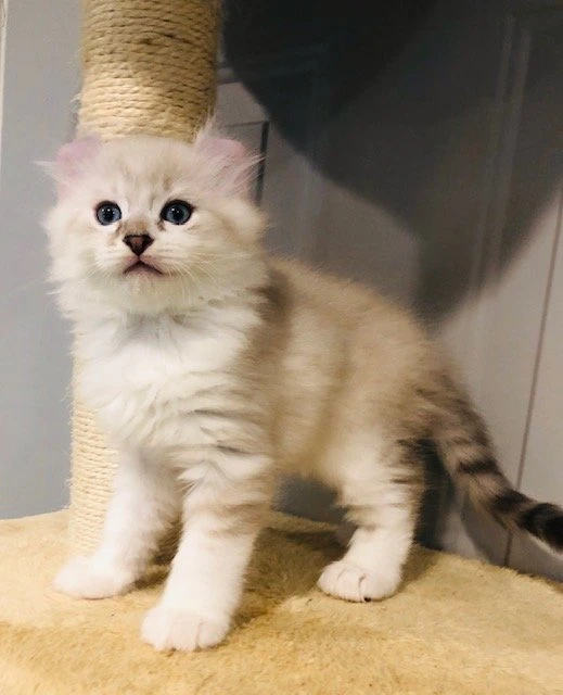 American Curl Kittens for Sale! Procurl Harem Kitten Sale Curl Cat Breeder