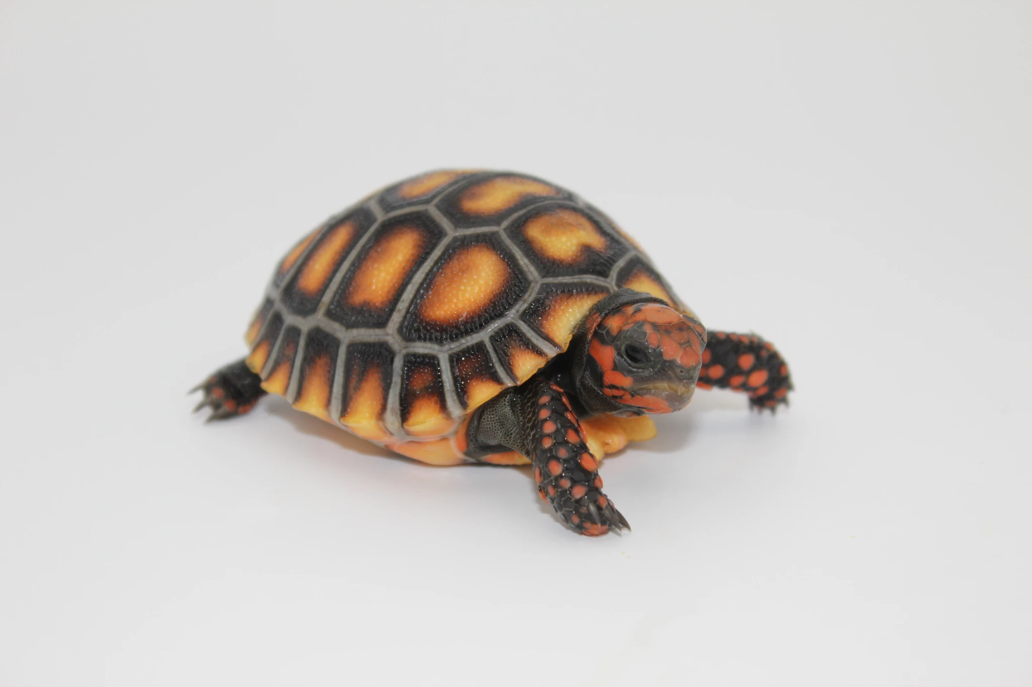Cherryhead Redfoot Tortoise for sale