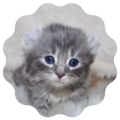 American Curl Kittens for Sale! Procurl Harem Kitten Sale Curl Cat Breeder